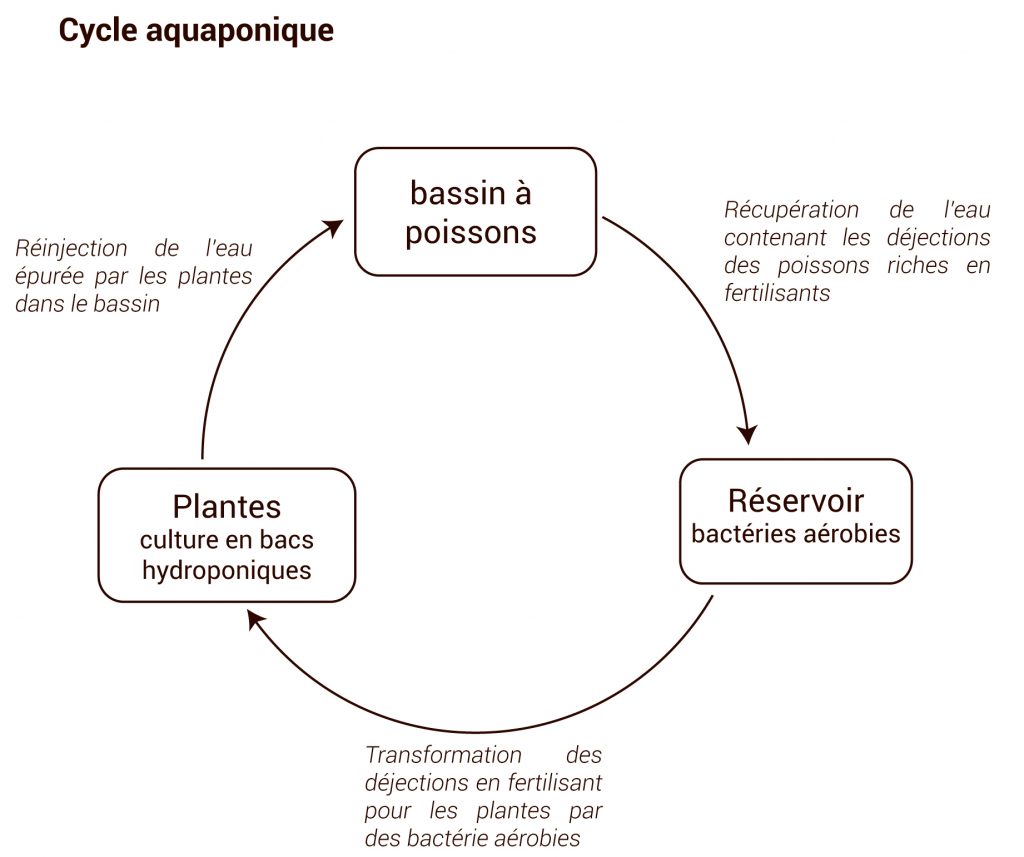 culture-aquaponique